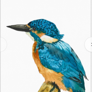 King Fisher Note Card front