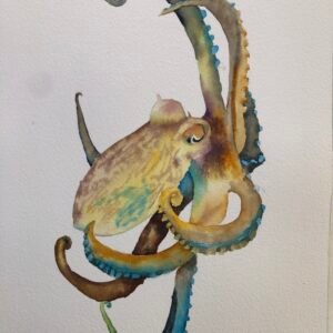 Octopus watercolour by Kathy Edwards
