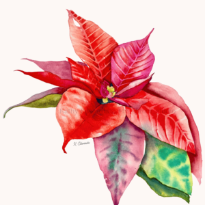 poinsettia in watercolour by Kathy Edwards