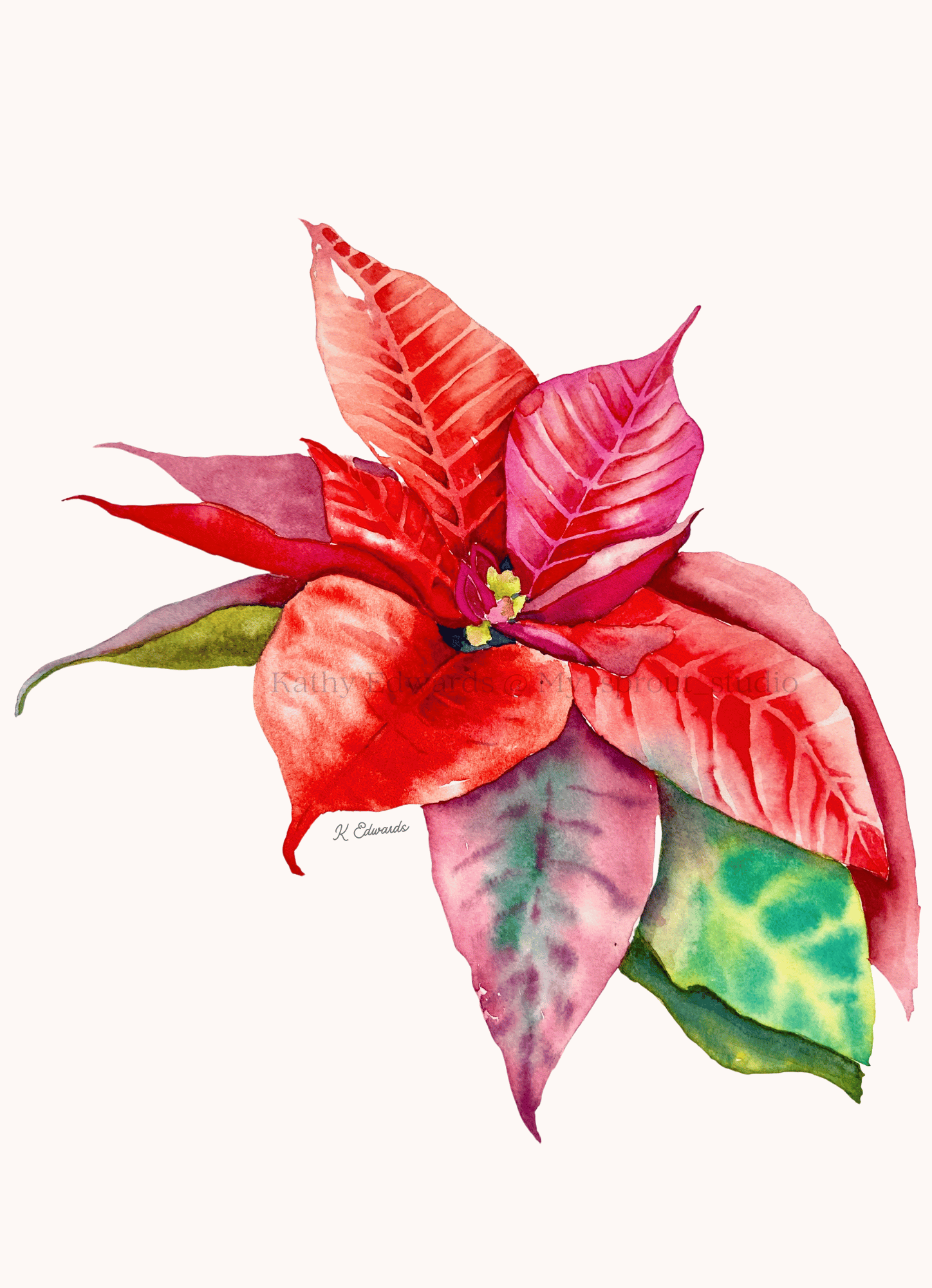 poinsettia in watercolour by Kathy Edwards