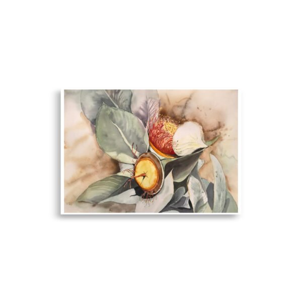 macrocarpa red