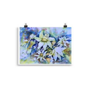 flannel flower 2