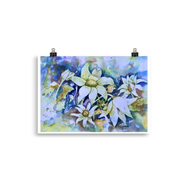 flannel flower 2