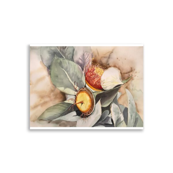 macrocarpa red
