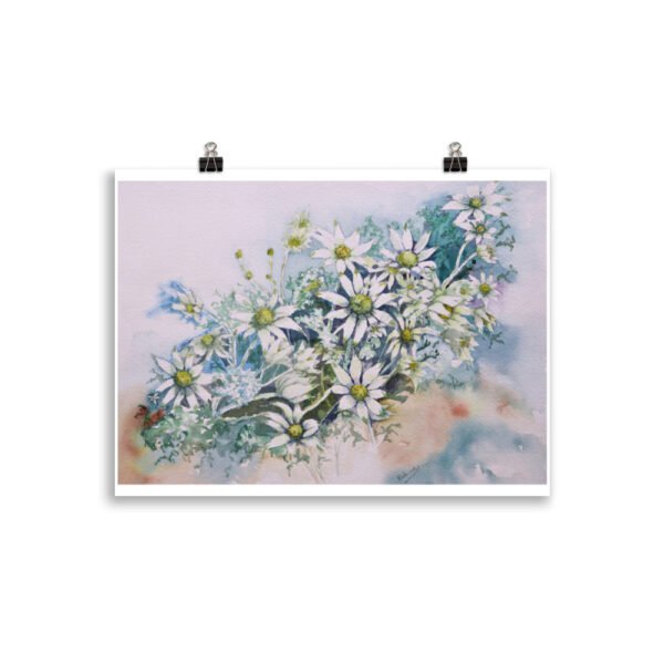 flannel flower watercolour 1