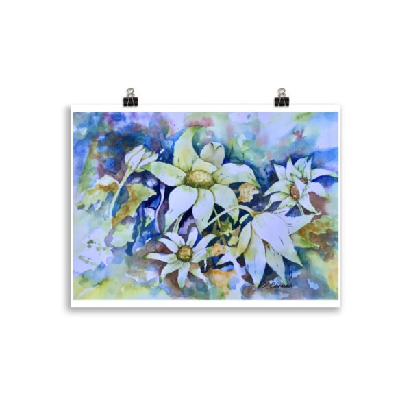 flannel flower 2