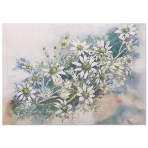 Flannel Flower 1