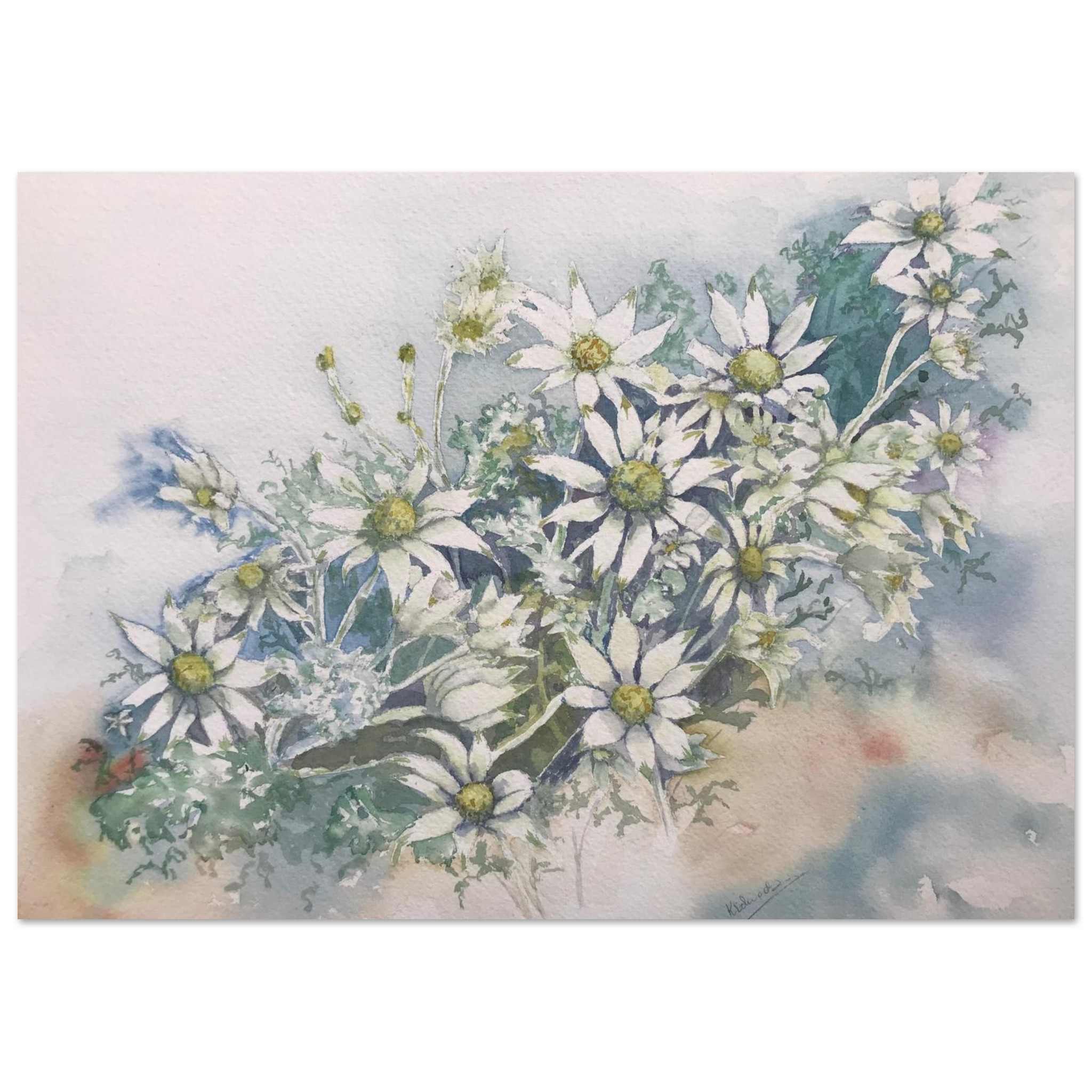 flannel flower watercolourfine art poster Flannel Flower 1