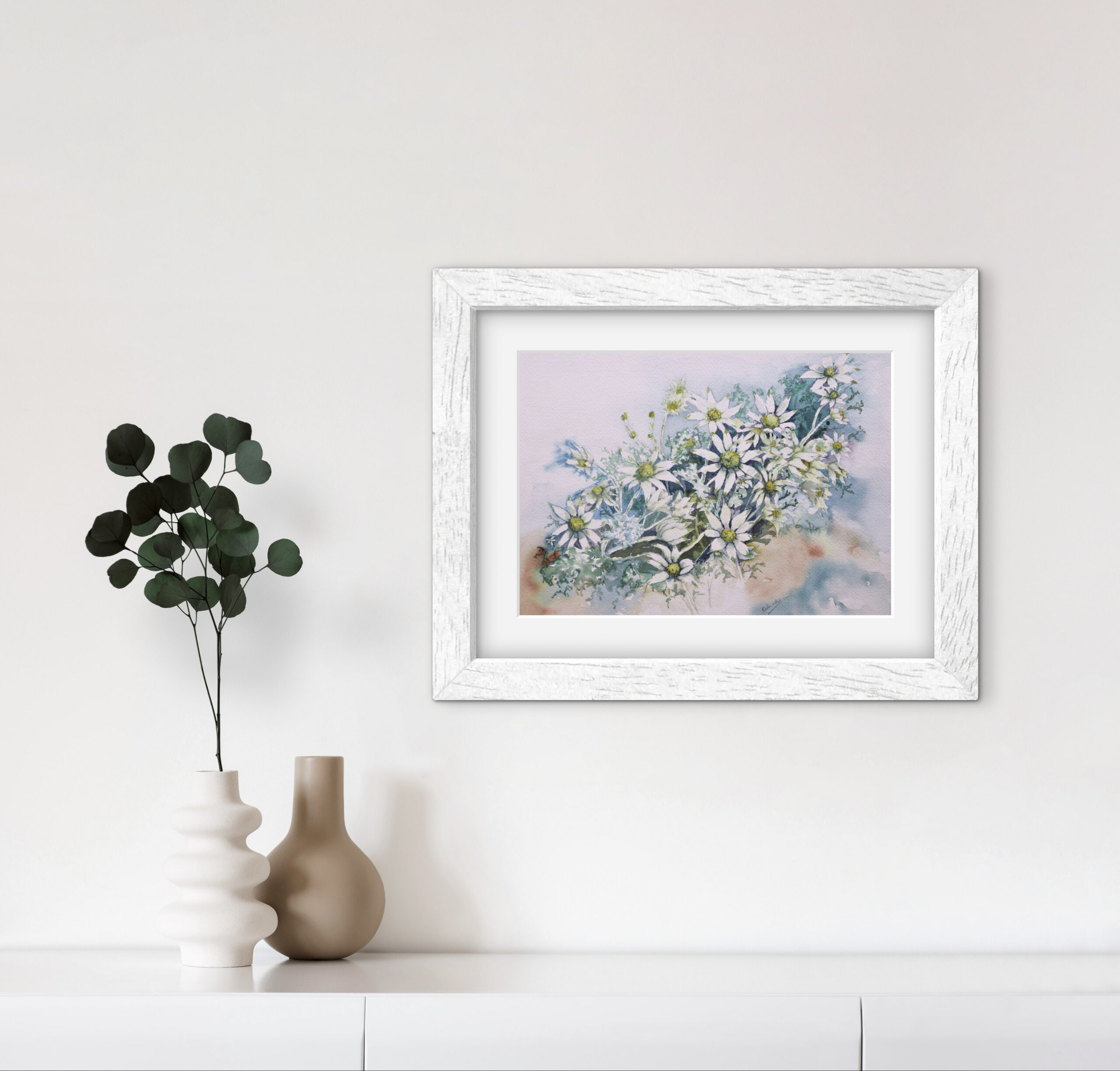 flannel flower 1 – australian native watercolour print flannel flower 1 – australian native watercolour print