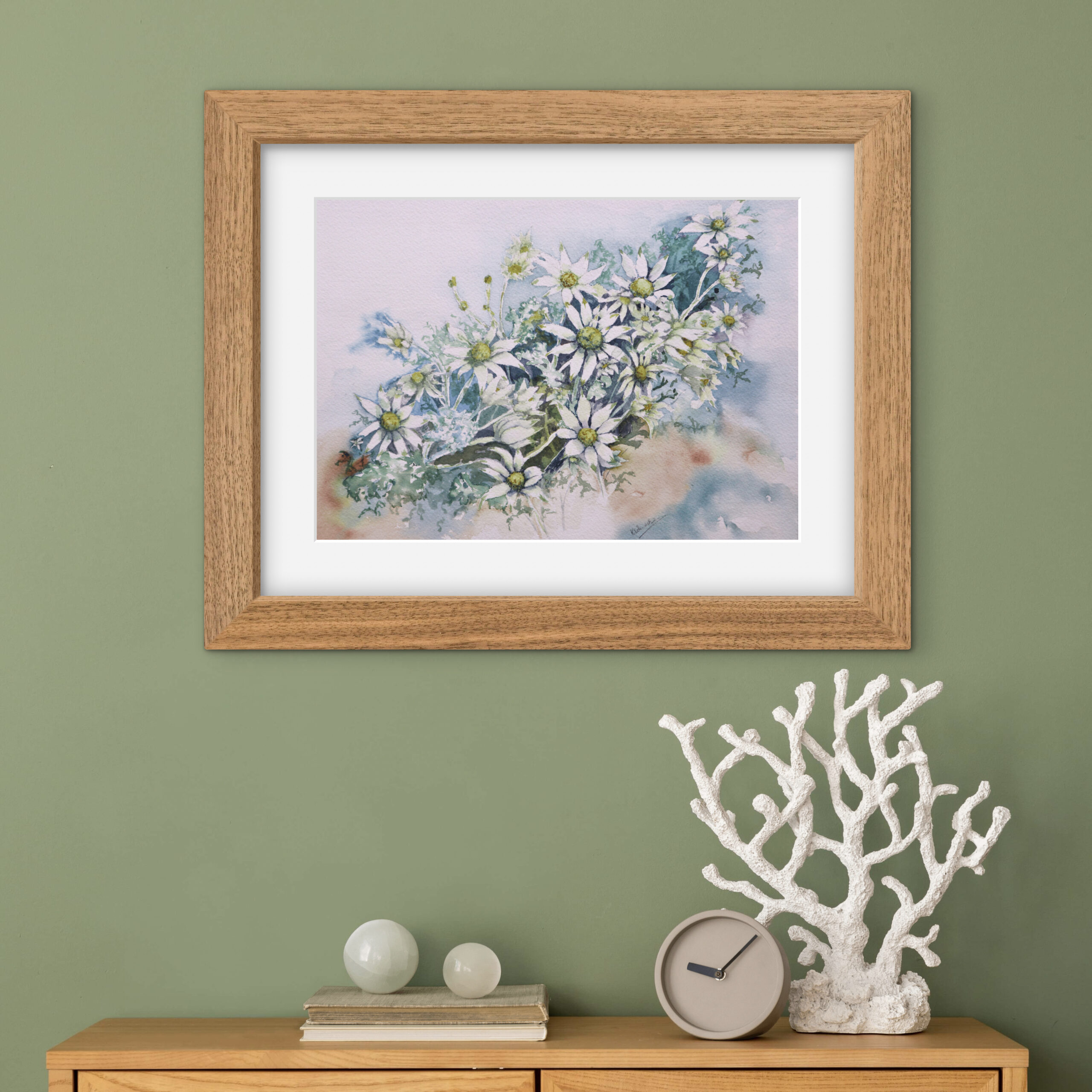 flannel flower 1 – australian native watercolour print flannel flower 1 – australian native watercolour print