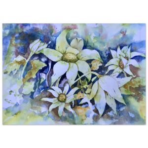 Flannel Flower 2 – Australian Native Watercolour Print