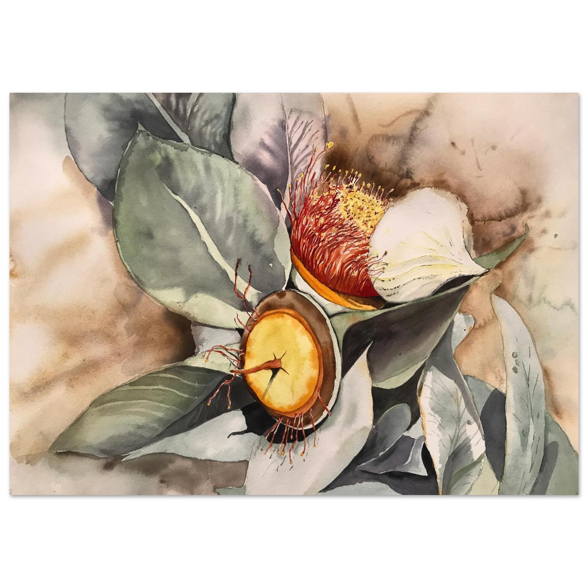 macrocarpa red watercolour fine art poster fedc33a1-0d46-469b-916b-b29322c3a6b5