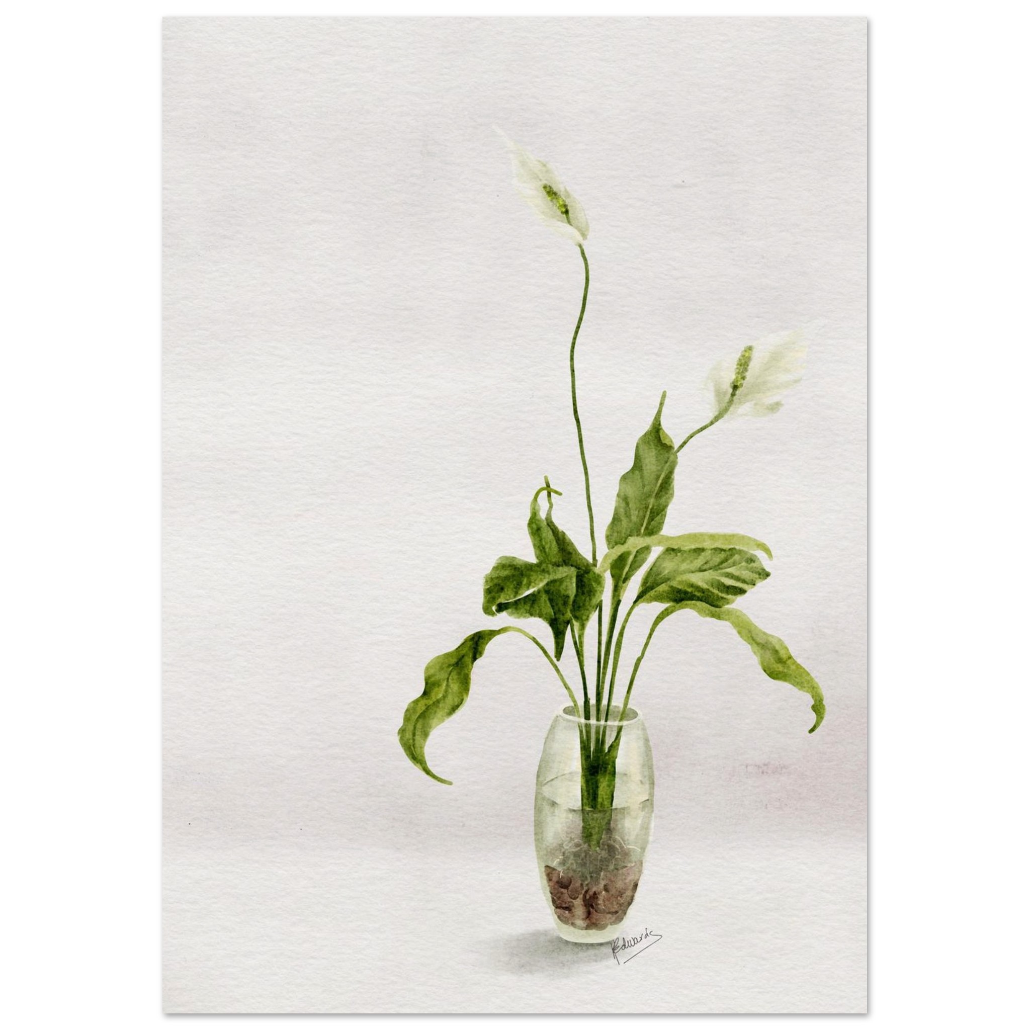 peace lily in glass jar – minimalist watercolour art print 17525c0b-883d-4c8f-befd-5ea5aa82f1b1