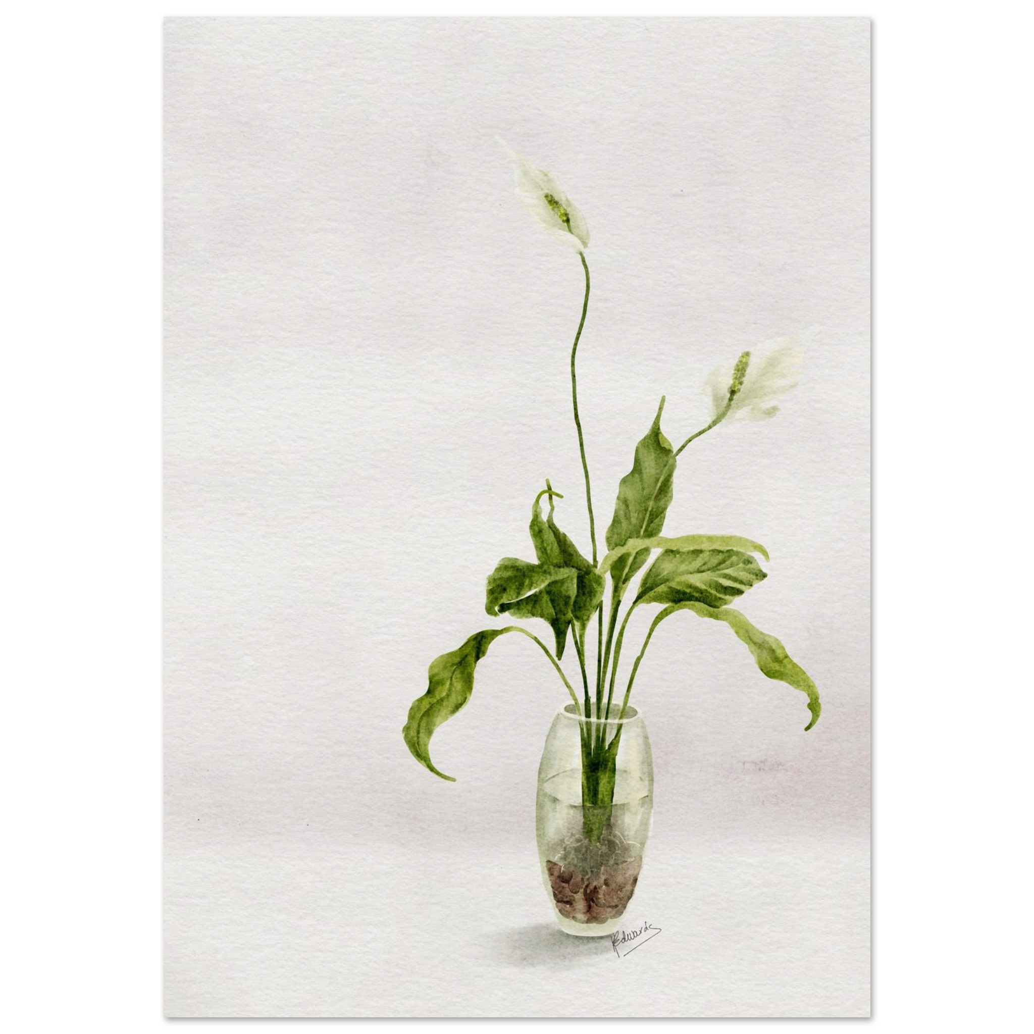 peace lily in glass jar – minimalist watercolour art print 5bb2b6b8-408f-4934-bcbe-5dfdcaa42242