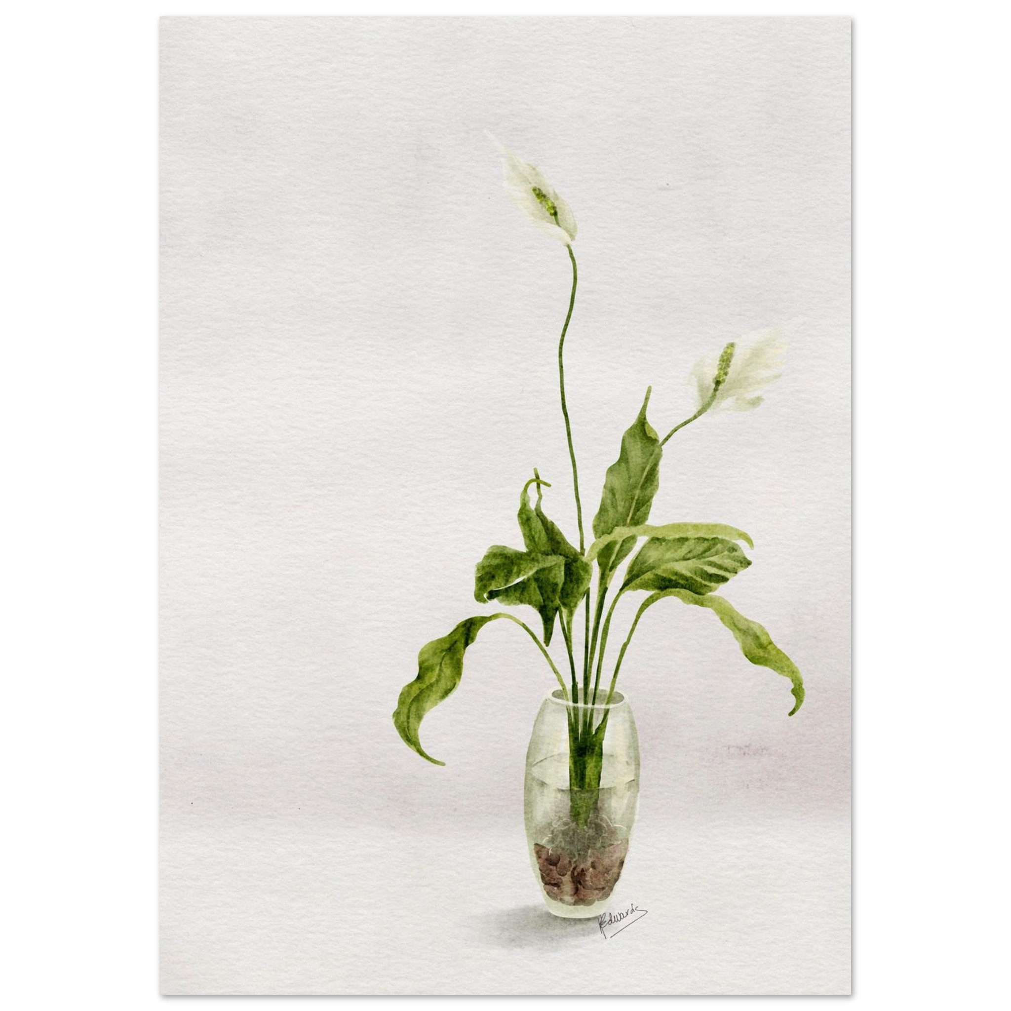 peace lily in glass jar – minimalist watercolour art print df414f8e-96db-4ac6-a1b8-d591fcddc422