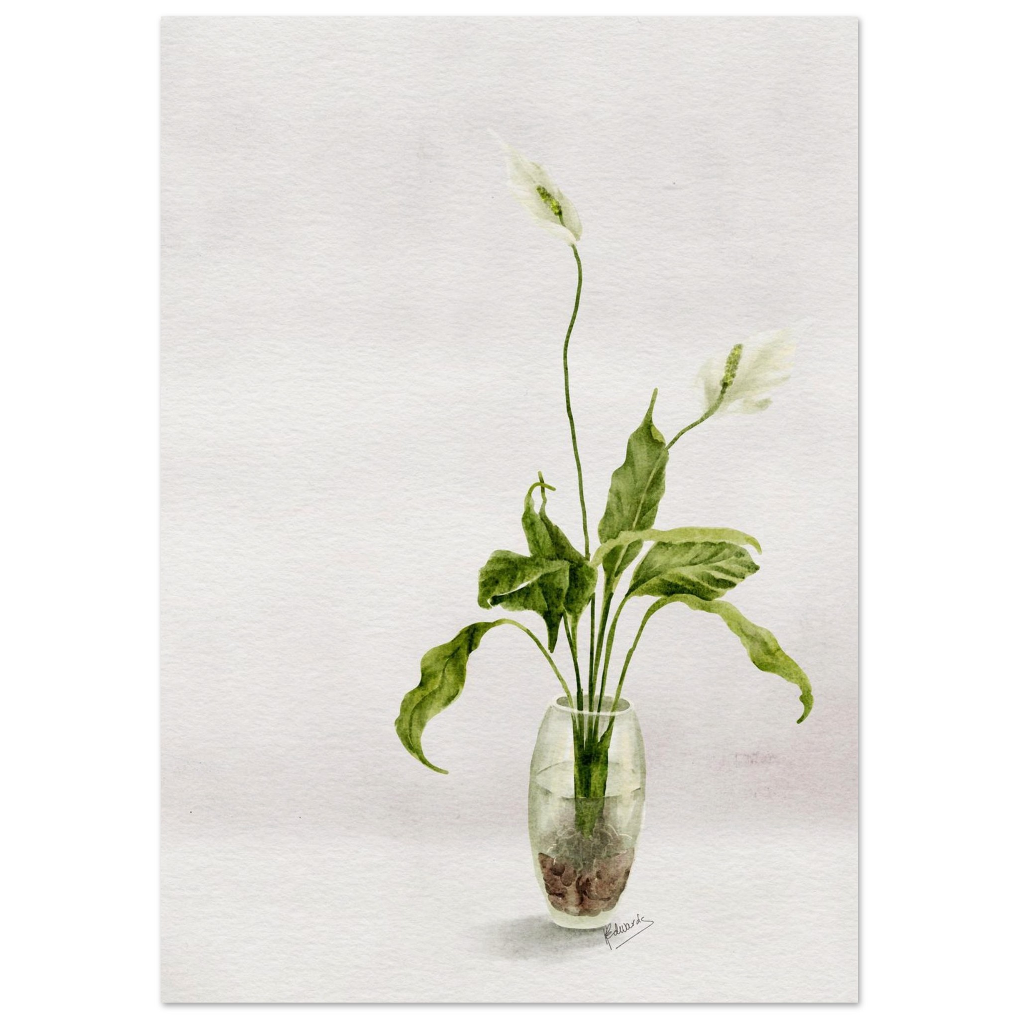 peace lily in glass jar – minimalist watercolour art print eef07e98-3ffd-4415-ae37-c92f088a4ea5
